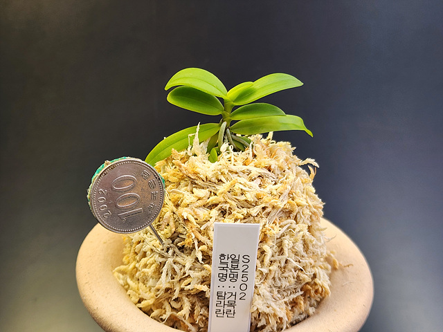 Saccolabium(한국명:탐라란)견목란