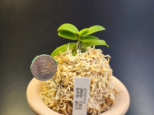 Saccolabium(한국명:탐라란)견목란