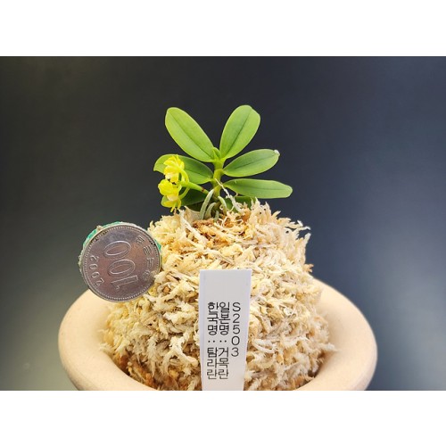 Saccolabium(한국명:탐라란)견목란