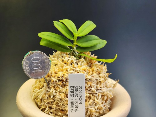 Saccolabium(한국명:탐라란)견목란
