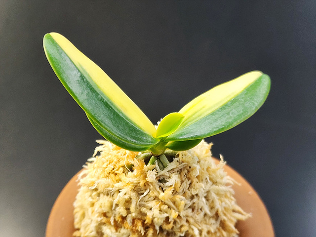 대엽풍란 무늬종