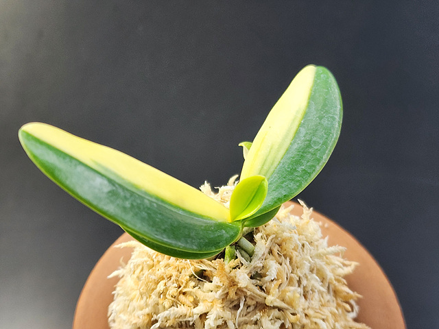 대엽풍란 무늬종