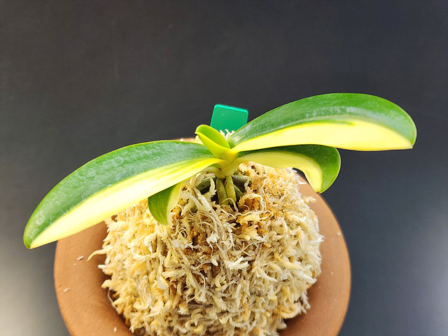 대엽풍란 무늬종