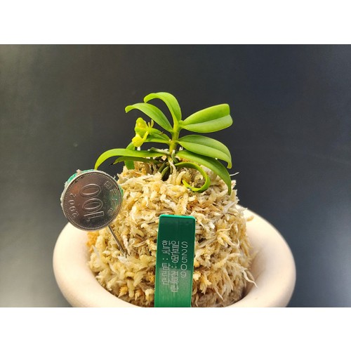 Saccolabium(한국명:탐라란)견목란