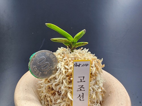 고조선