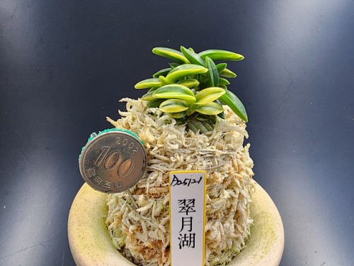 취월호
