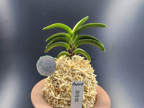 어신도