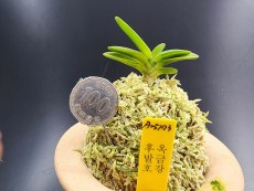 옥금강 후발호