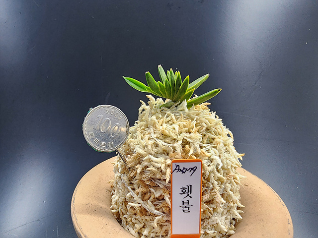 횃불