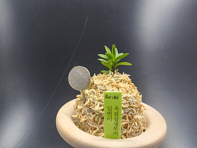 옥잠 무지 잎변이