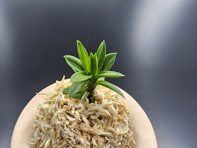 옥잠 무지 잎변이