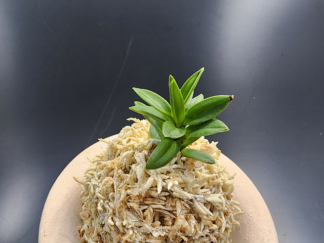 옥잠 무지 잎변이