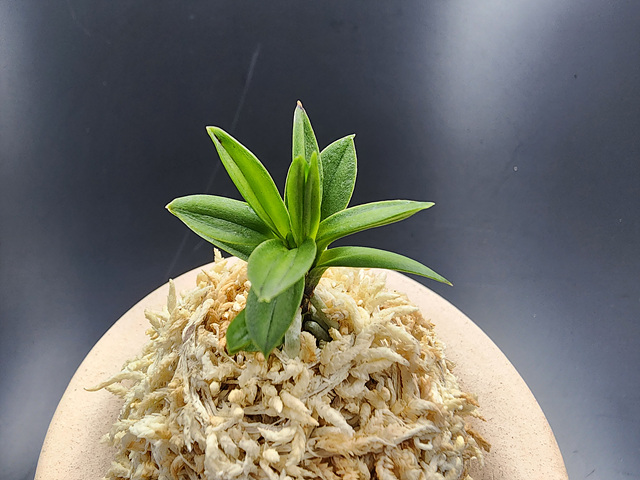 옥잠 무지 잎변이