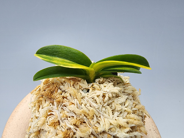 청축청근 각왕산