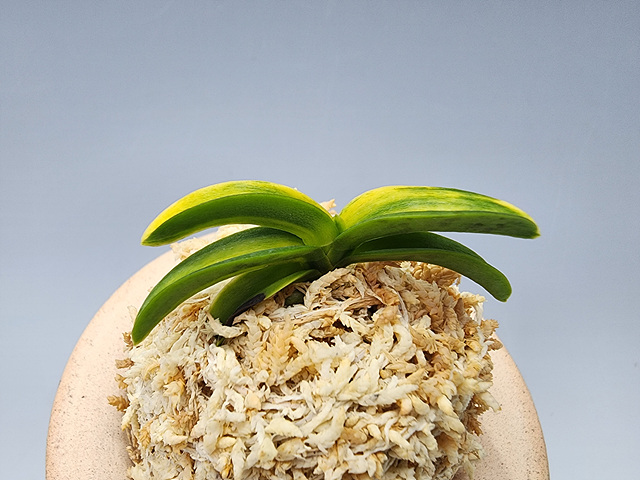 청축청근 각왕산