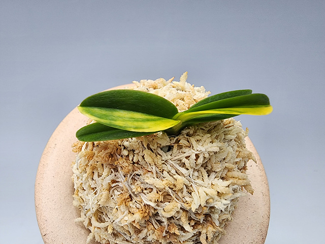 청축청근 각왕산