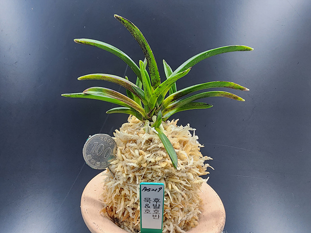 무명 후발 호반(묵호)