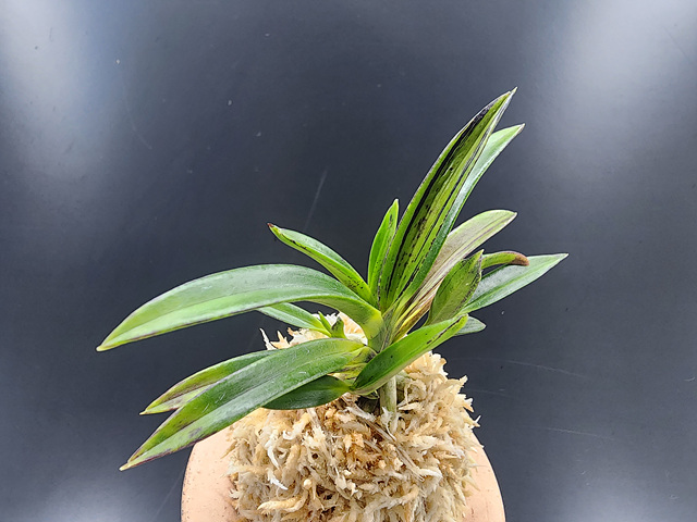 무명 후발 호반(묵호)