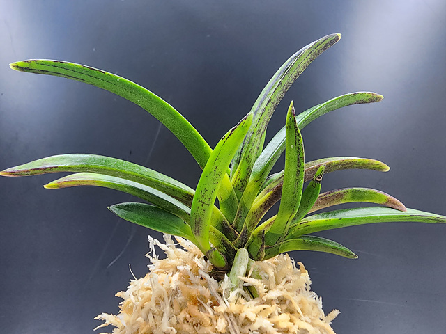 무명 후발 호반(묵호)