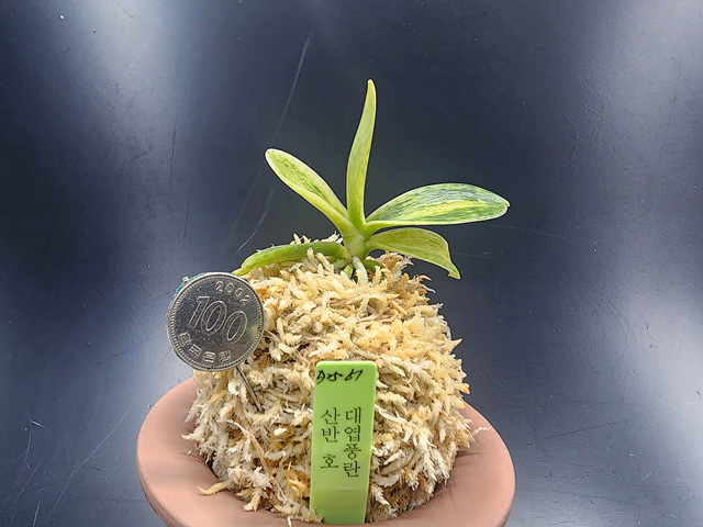 대엽풍란 산반호(신비)