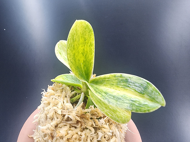 대엽풍란 산반호(신비)