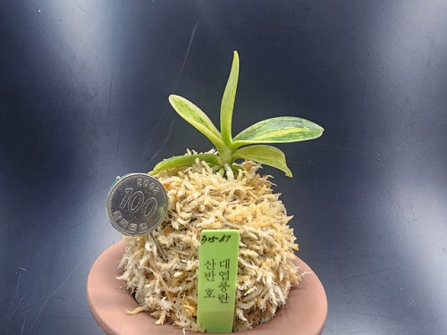 대엽풍란 산반호(신비)