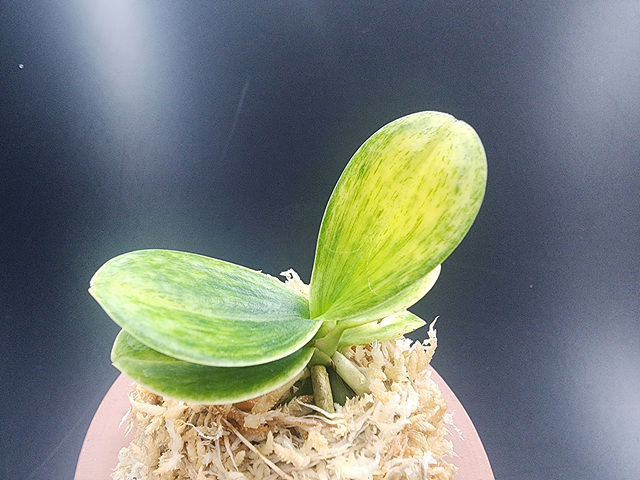 대엽풍란 산반호(신비)