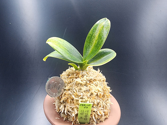 대엽풍란 산반호(신비)