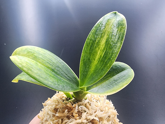 대엽풍란 산반호(신비)