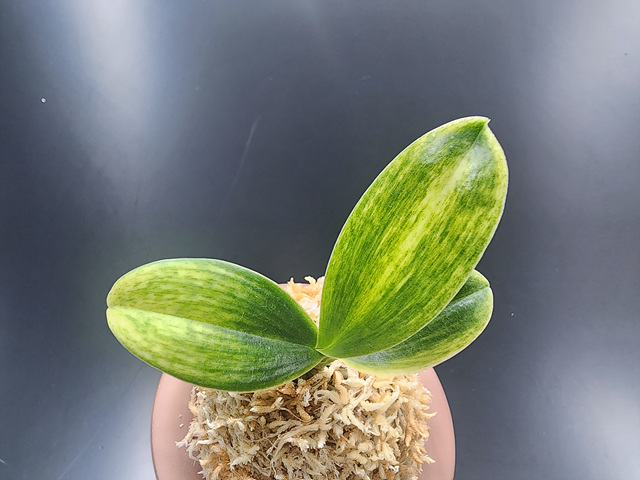 대엽풍란 산반호(신비)