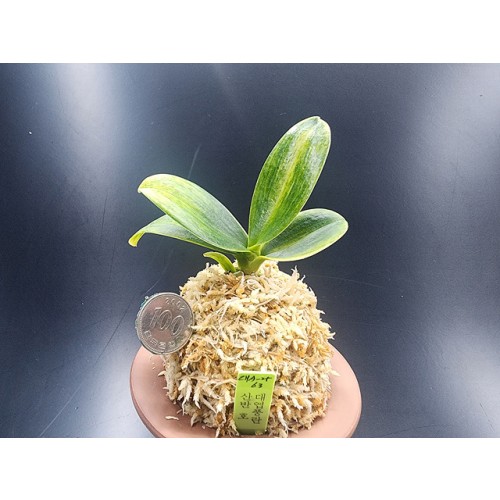 대엽풍란 산반호(신비)