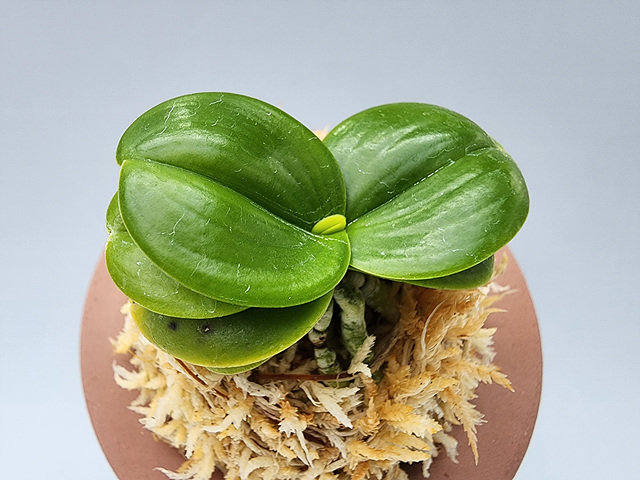 대2605 대명 서반