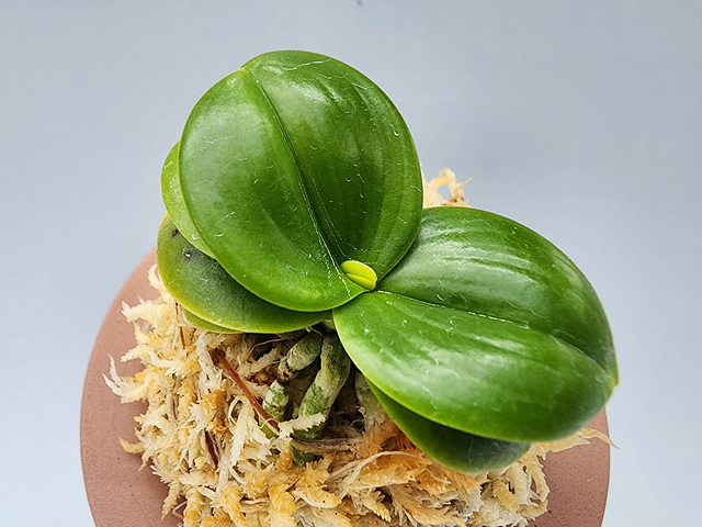 대2605 대명 서반