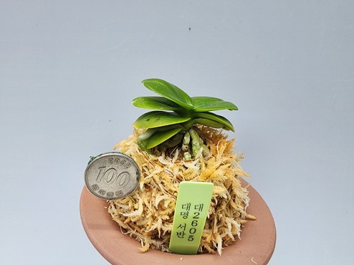 대2605 대명 서반