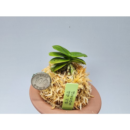 대2605 대명 서반