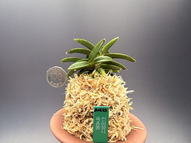 천하장사 육종품