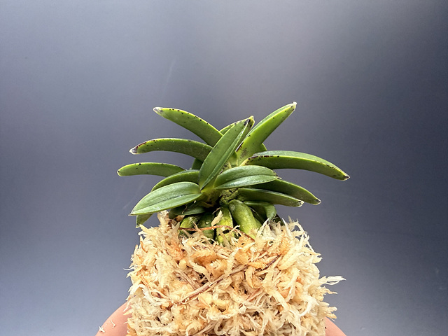 천하장사 육종품