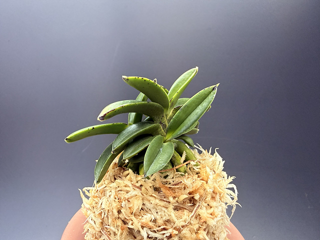 천하장사 육종품