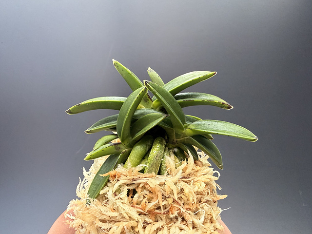 천하장사 육종품