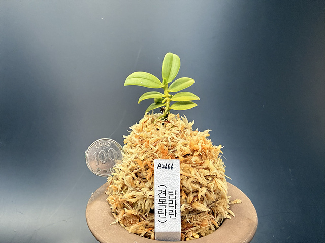 견목란