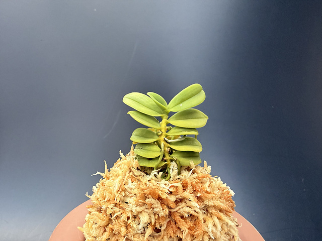 견목란