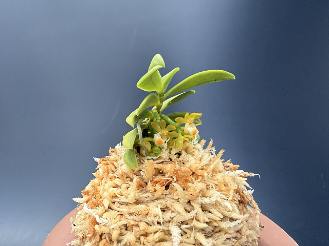 견목란