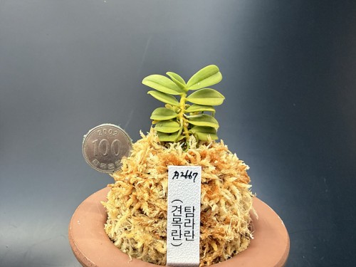 견목란