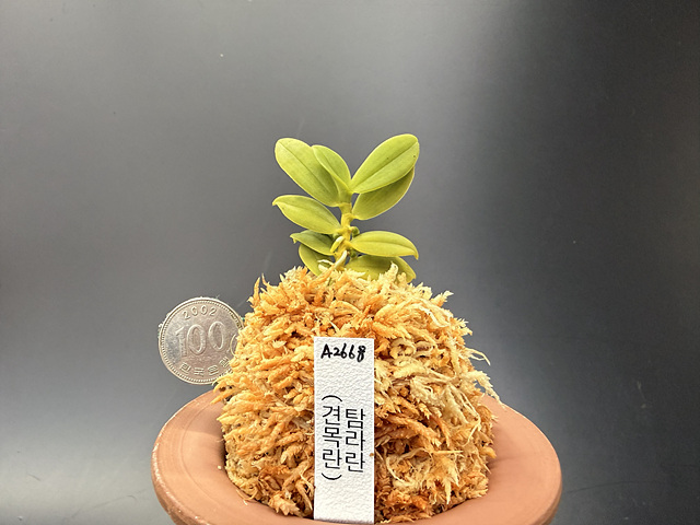 견목란
