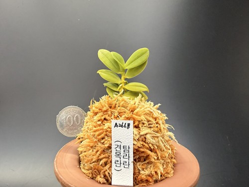 견목란