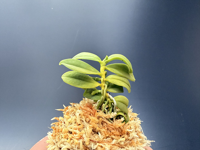 견목란