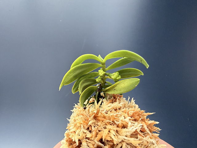 견목란