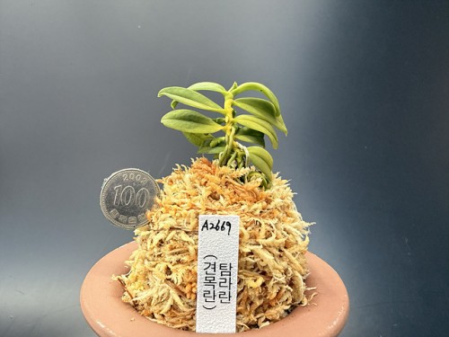 견목란