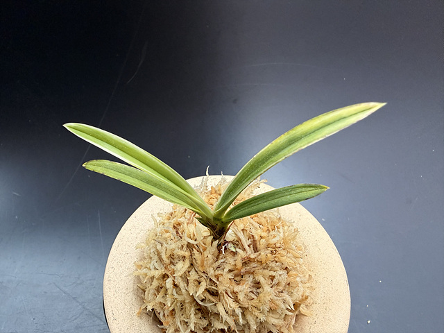 설경관