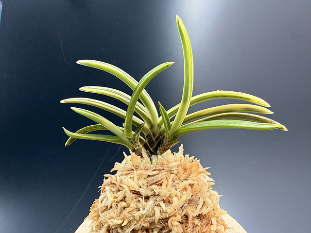 설경관